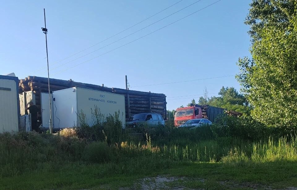 В Воронежской области выявили вспышку африканской чумы свиней в&nbsp;одном из&nbsp;хозяйств группы «Агроэко»